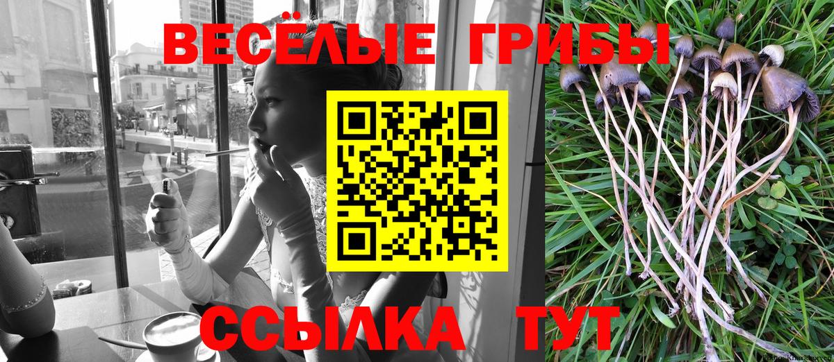 Псилоцибиновые грибы GOLDEN TEACHER Чернушка